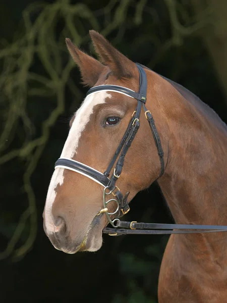 Pokaż Horse Headshot — Zdjęcie stockowe