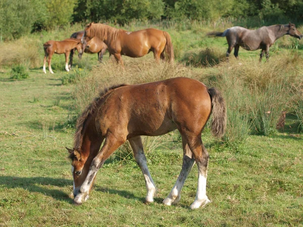 Group of Ponies Stock Picture