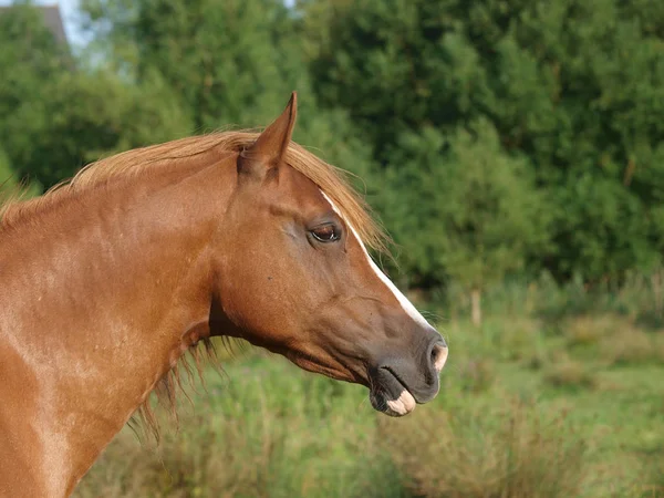 Hengst headshot — Stockfoto