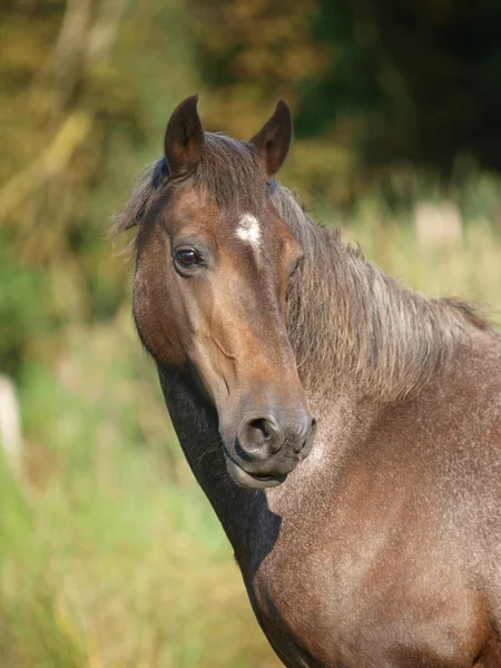 Starší koně — Stock fotografie
