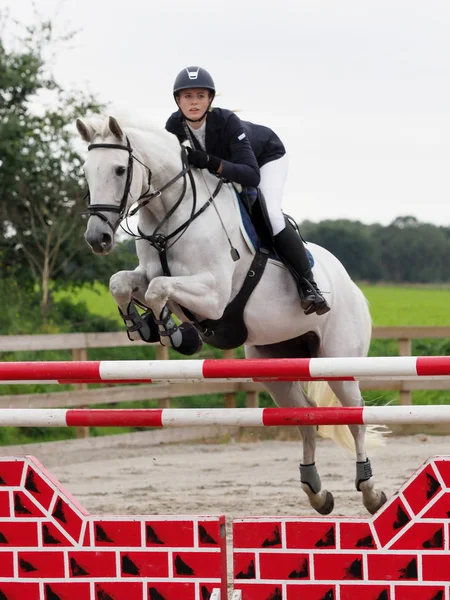 Cheval de saut d'obstacles — Photo