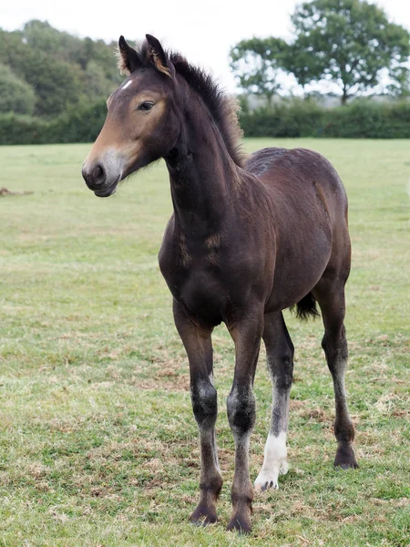 A Young Horse — Stock Photo, Image