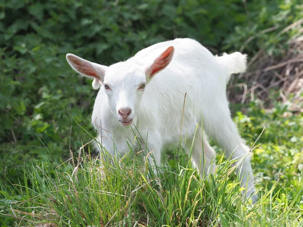 Baba kecske — Stock Fotó