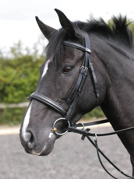 Caballo en Bridle — Foto de Stock