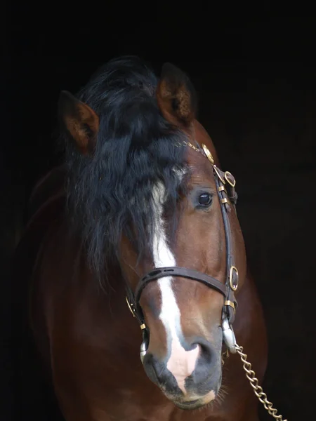 Atemberaubender walisischer Pony-Hengst — Stockfoto