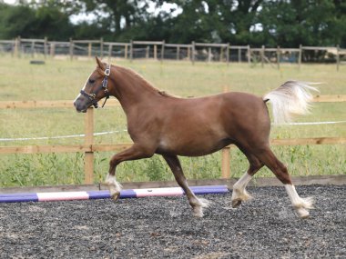 Genç colt