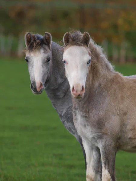 Two Welsh Ponies — Stock Photo, Image
