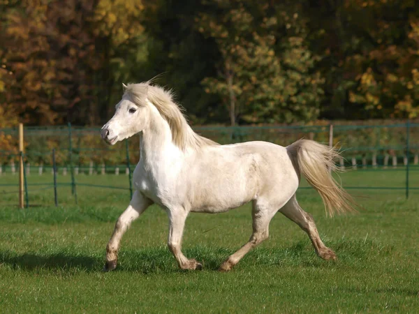 Welsh Stallion — стокове фото