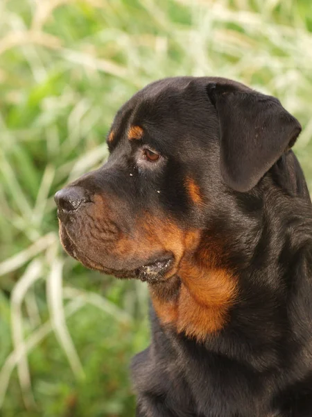 Dog Headshot — Stock Photo, Image