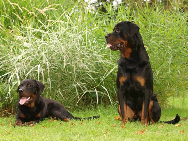 Two Dogs — Stock Photo, Image