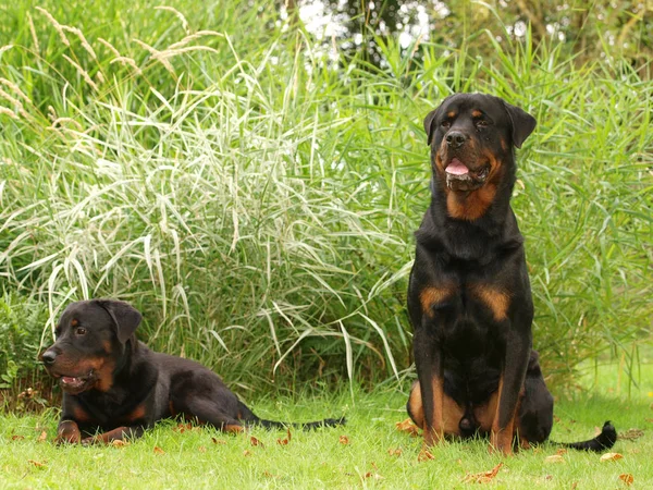 Two Dogs — Stock Photo, Image