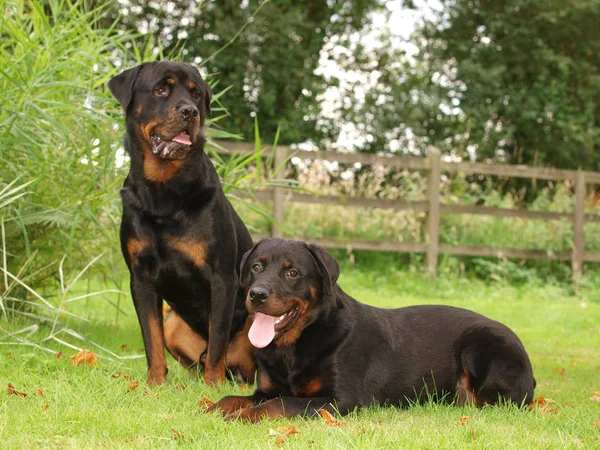 Dos perros Imagen De Stock