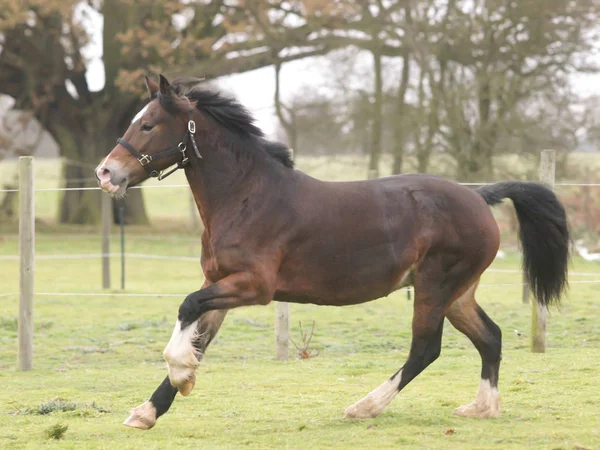 Fiatal bay horse — Stock Fotó