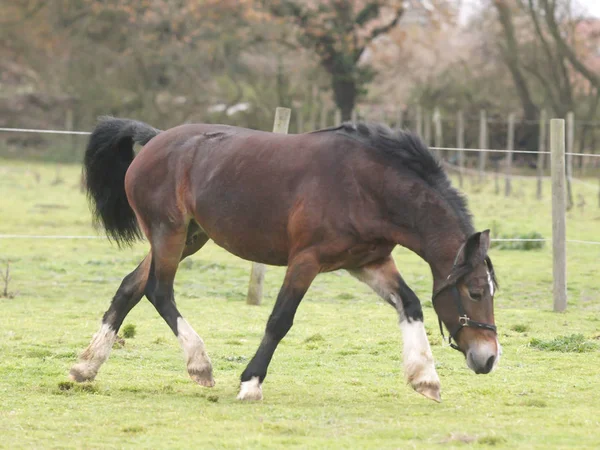 Young Bay Horse — Stock Photo, Image