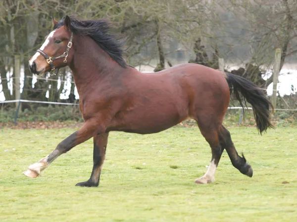 Jonge bay paard — Stockfoto