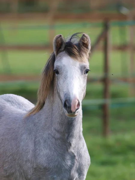 Giovane pony headshot — Foto Stock