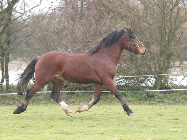 Jonge bay paard — Stockfoto