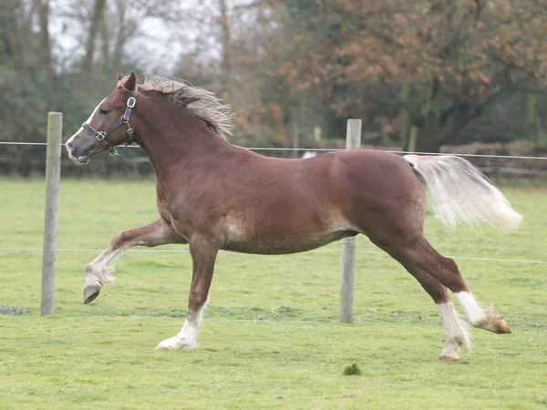 Jungpferd — Stockfoto