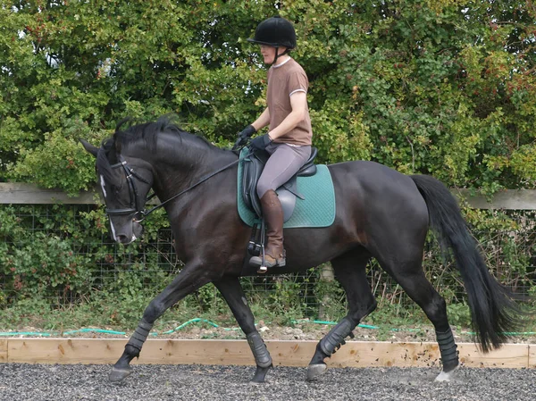 Mulher Escolaridade Cavalo — Fotografia de Stock