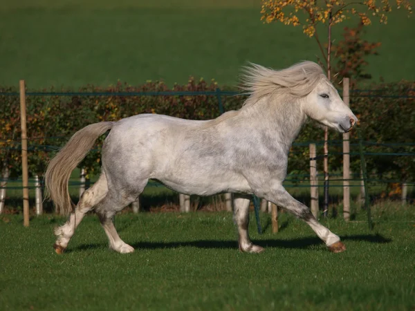 Grey Welsh Stallion — Stock Photo, Image
