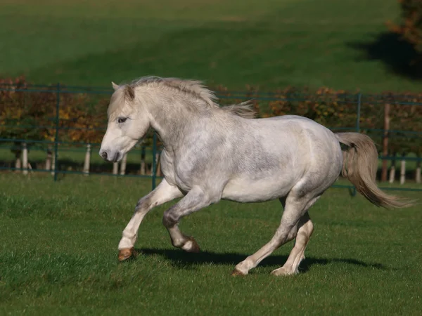 Grey Welsh Stallion — Stock Photo, Image