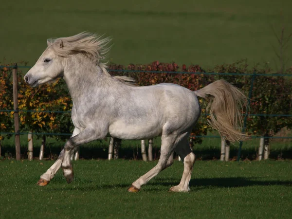 Grey Welsh Stallion — стокове фото