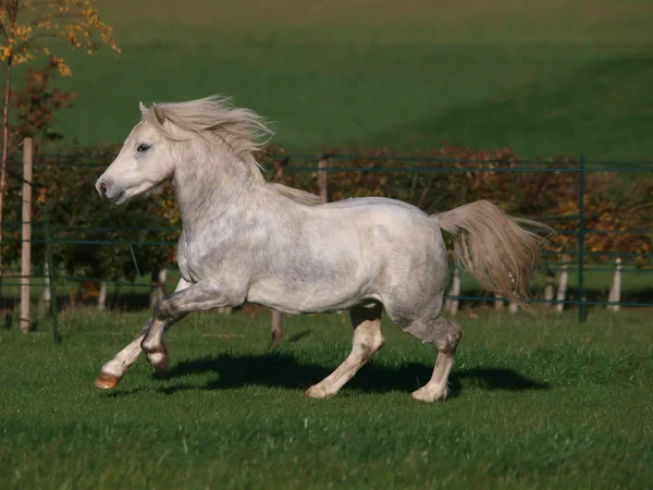 Grey Welsh Stallion — Fotografie, imagine de stoc