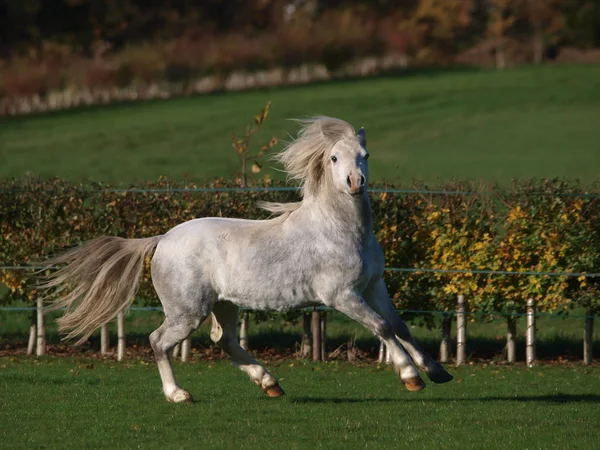 Grey Welsh Stallion — Stock Photo, Image