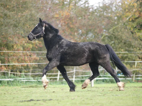 Muddy Horse — ストック写真