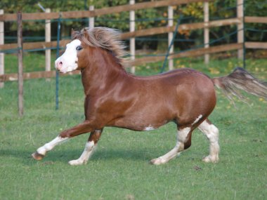Beautiful Welsh Stallion