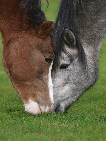 Dos ponis pastando — Foto de Stock