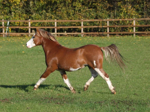 Beautiful Welsh Stallion — ストック写真
