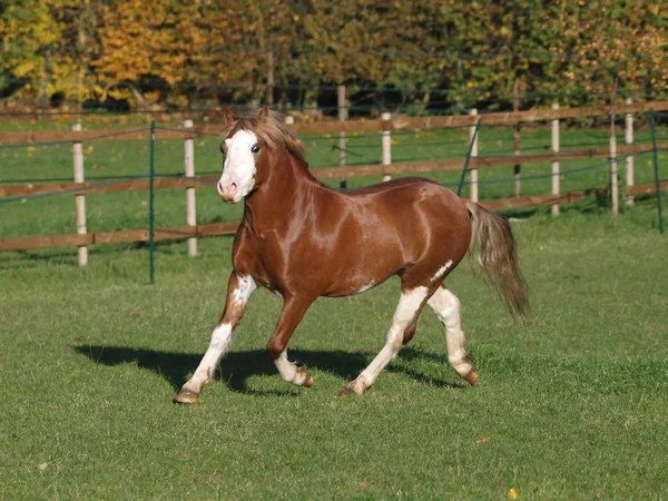 Beautiful Welsh Stallion — ストック写真
