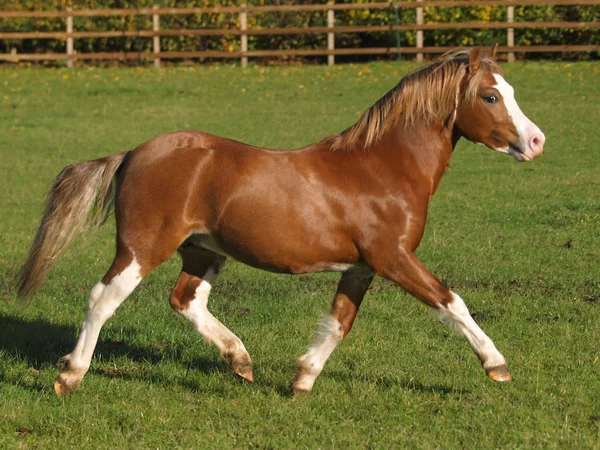 Beautiful Welsh Stallion — ストック写真