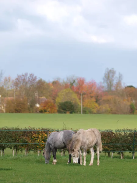 Zwei Fohlen — Stockfoto