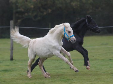 oynayan iki foals