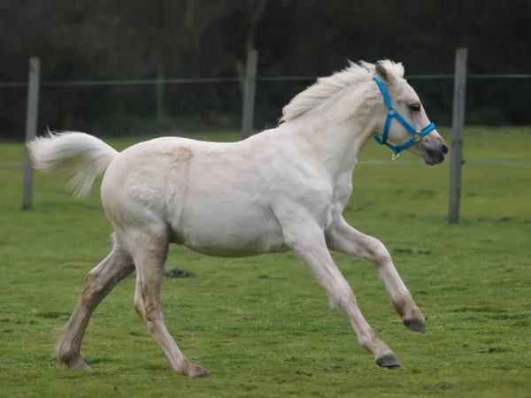 Χαριτωμένο ουαλική foal — Φωτογραφία Αρχείου