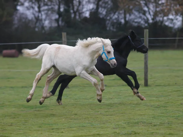 2 つの馬を再生 — ストック写真