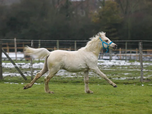 Χαριτωμένο ουαλική foal — Φωτογραφία Αρχείου