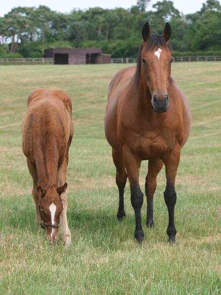 Mare en veulen — Stockfoto