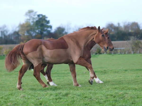 Två pensionerade hästar — Stockfoto