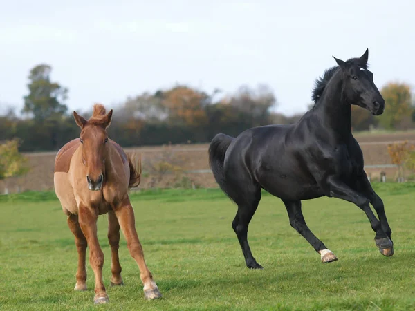 Δύο συνταξιοδοτημένα άλογα — Φωτογραφία Αρχείου