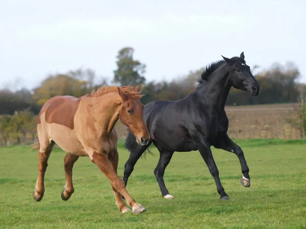 Twee gepensioneerde paarden — Stockfoto