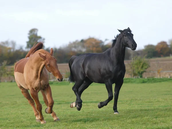 二頭の引退馬 — ストック写真