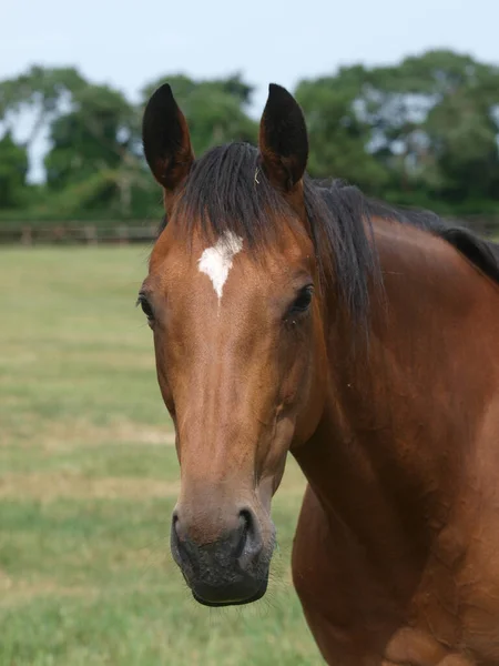 Paardenkop van Bay Horse — Stockfoto
