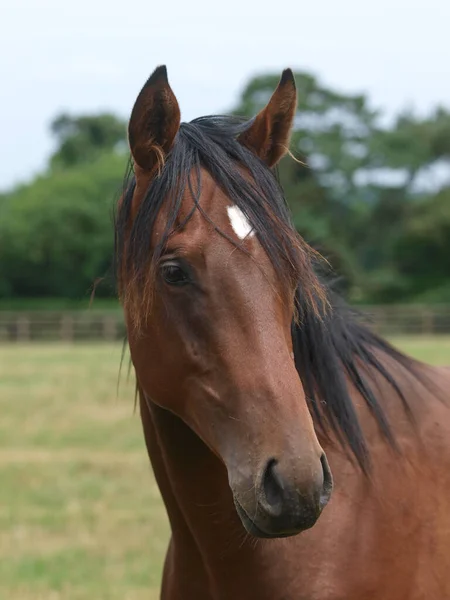 Hoofdfoto van een jong paard — Stockfoto