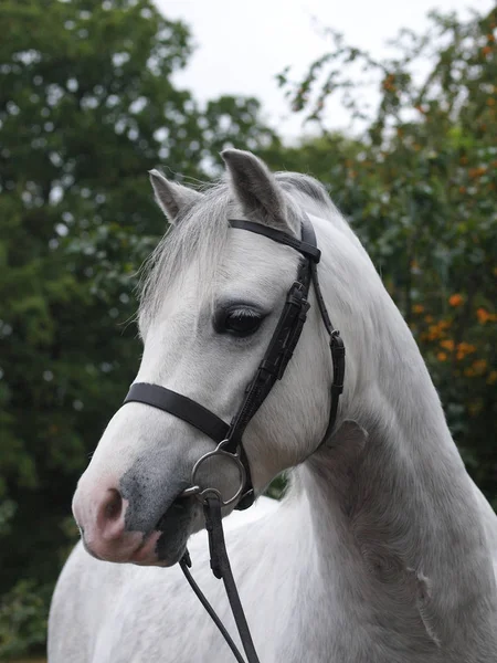 一只灰色的威尔士小马头像 头戴鼻梁 — 图库照片