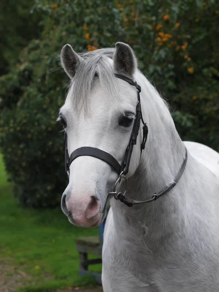 Colpo Testa Pony Gallese Grigio Una Briglia Snaffle — Foto Stock