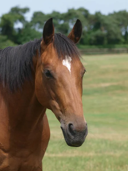 Head Shot Bay Thoroughbrered Mare Paddock — Stock fotografie