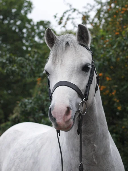 Tiro Cabeça Pônei Galês Cinzento Freio Snaffle — Fotografia de Stock